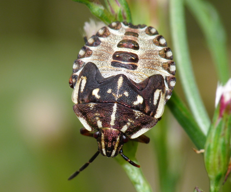 Pentatomidae: Carpocoris mediterraneus (ninfa) della Toscana